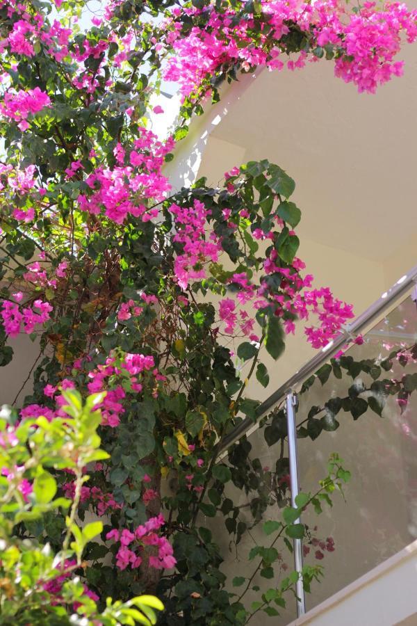 Acelya Otel بودروم المظهر الخارجي الصورة